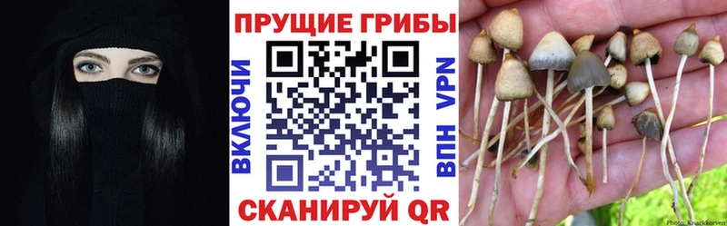 Купить где  Курильск  Галлюциногенные грибы Cubensis 